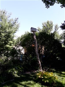 Picture of birdhouse mounted on old tree by Waddill Services, LLC in Des Moines, Iowa 1